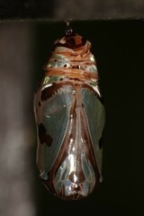 Euploea phaenareta