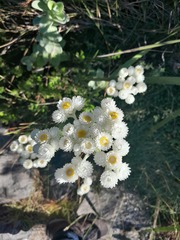 Helichrysum fruticans