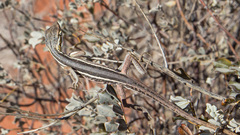 Diporiphora winneckei