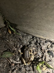 Litoria nasuta