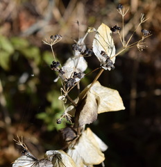 Smyrnium perfoliatum