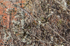 Diporiphora winneckei