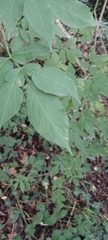 Sambucus nigra