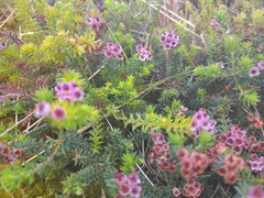 Erica strigosa