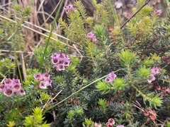 Erica strigosa