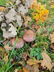 Tricholoma fulvum