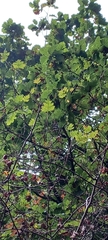 Crataegus monogyna