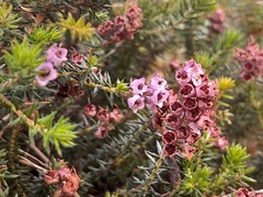 Erica strigosa