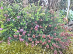 Erica strigosa