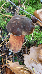 Xerocomellus zelleri