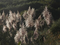 Cortaderia jubata