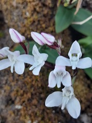 Disa rosea