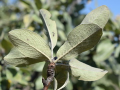 Pyrus elaeagrifolia
