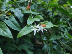 Jasminum elongatum