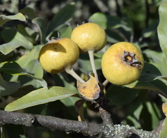 Pyrus elaeagrifolia