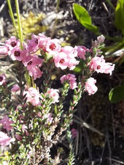 Erica brevifolia