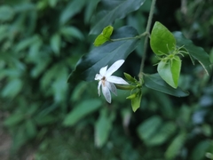 Jasminum elongatum