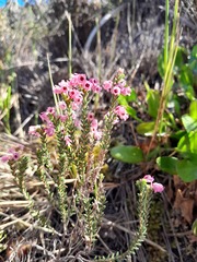 Erica brevifolia