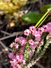 Erica brevifolia