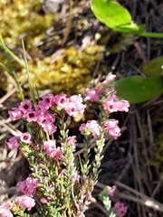 Erica brevifolia