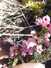 Erica brevifolia