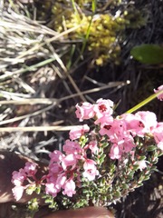 Erica brevifolia