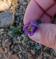 Pulsatilla