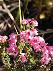 Erica brevifolia