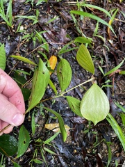 Trochocarpa laurina