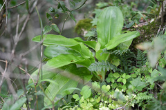Veltheimia bracteata