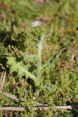 Carduus tenuiflorus