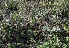 Marrubium peregrinum