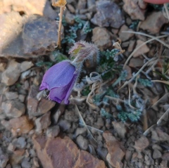 Pulsatilla