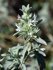 Marrubium peregrinum