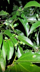 Cinnamomum burmanni