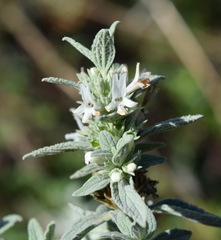 Marrubium peregrinum