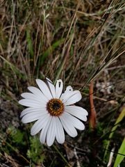 Dimorphotheca nudicaulis