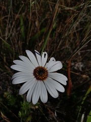 Dimorphotheca nudicaulis