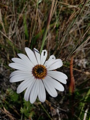 Dimorphotheca nudicaulis