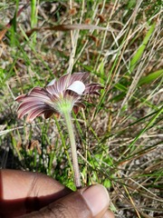 Dimorphotheca nudicaulis
