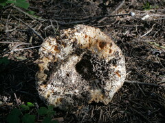 Russula delica