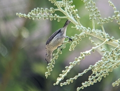 Cinnyris bifasciatus