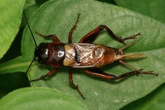 Gryllus bimaculatus