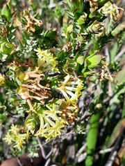 Gnidia oppositifolia