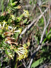 Gnidia oppositifolia
