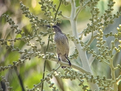 Cinnyris bifasciatus