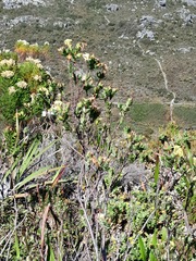 Gnidia oppositifolia
