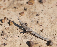 Vandiemenella viatica