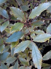 Pseudopanax discolor