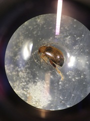 Sphaeroderma testaceum